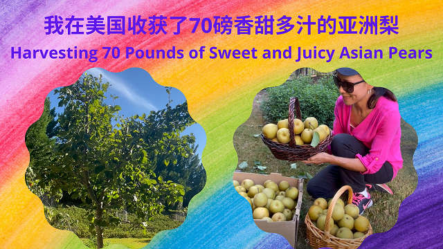 72 Asian Pear-abcf3a10