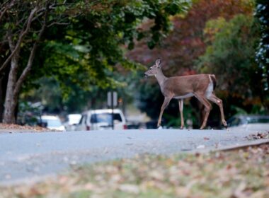 kimball_TegaCaydeer2_101822